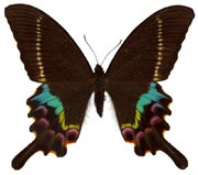 Papilio krishna